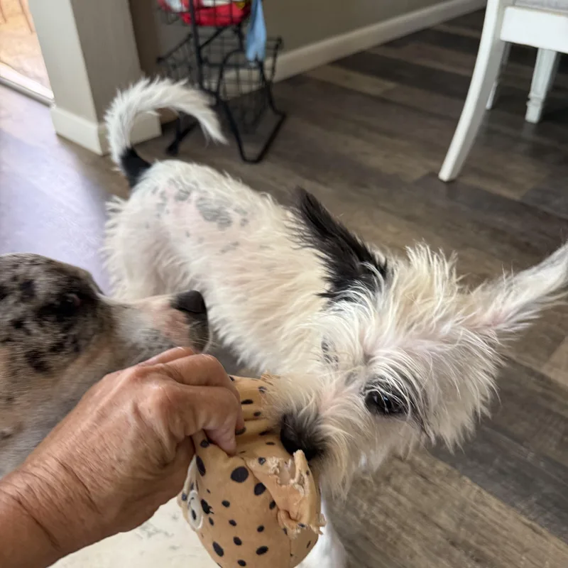 Cruella thumbnail 2