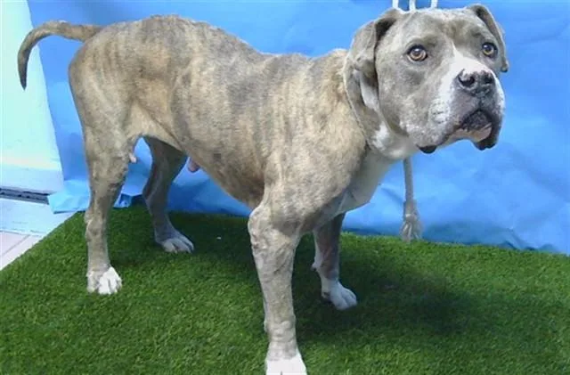 A senior large-sized female Pit Bull Terrier dog named Layla for adoption in Gardena, CA