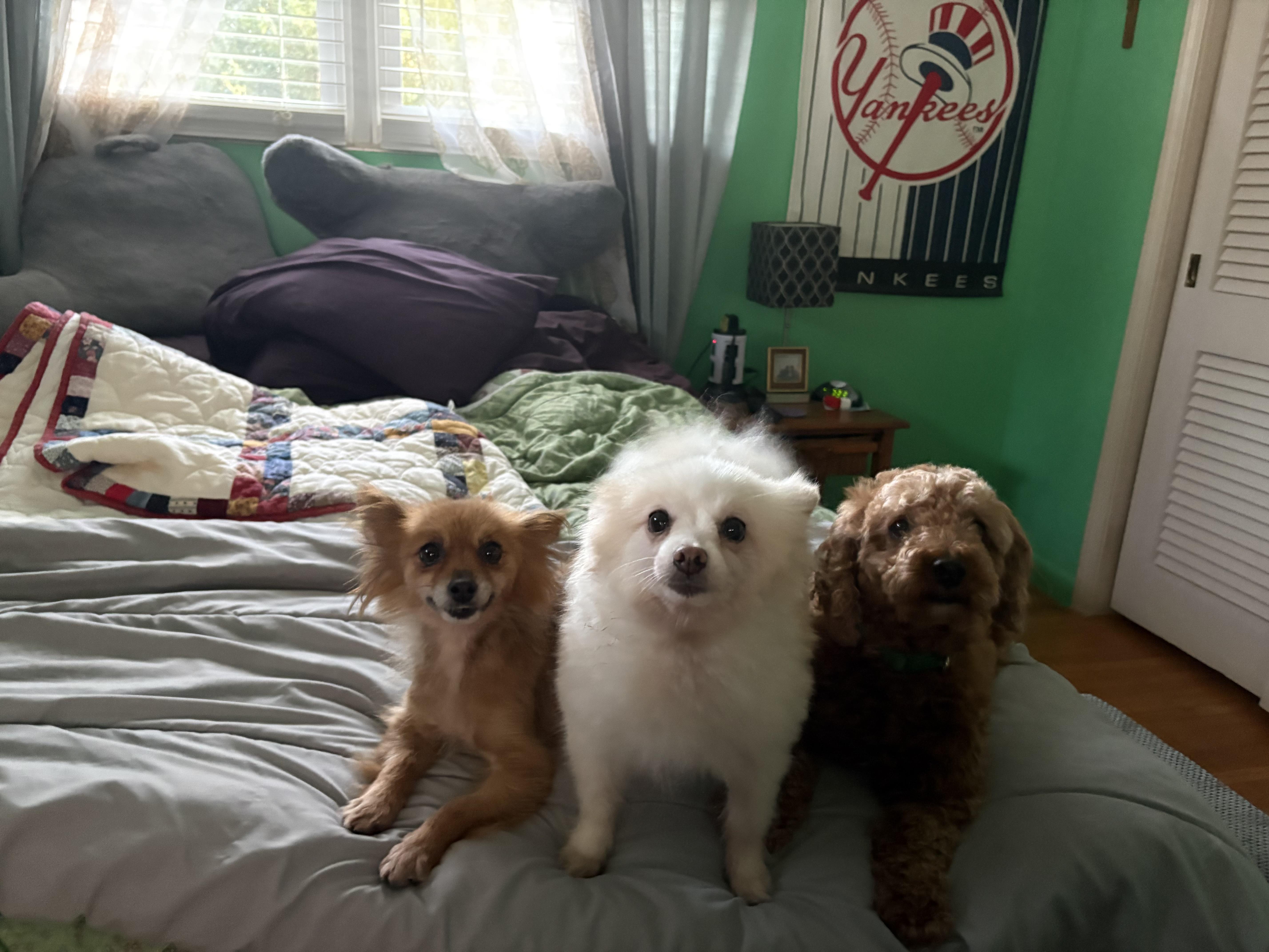 An adult small-sized female Pomeranian dog named Candy for adoption in Franklin, TN