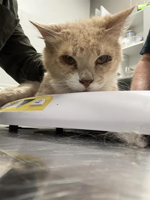 An adult small-sized male Domestic Short Hair cat named Old Man for adoption in Indianapolis, IN