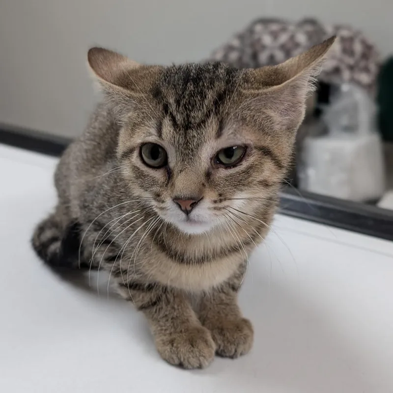 A baby small-sized female Gray / Blue / Silver Domestic Short Hair cat named Casey for adoption in Canton, IL