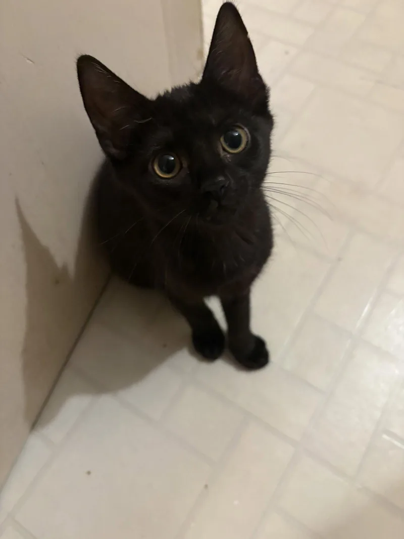 A baby medium-sized female Black Domestic Short Hair cat named Nikki for adoption in Broomall, PA