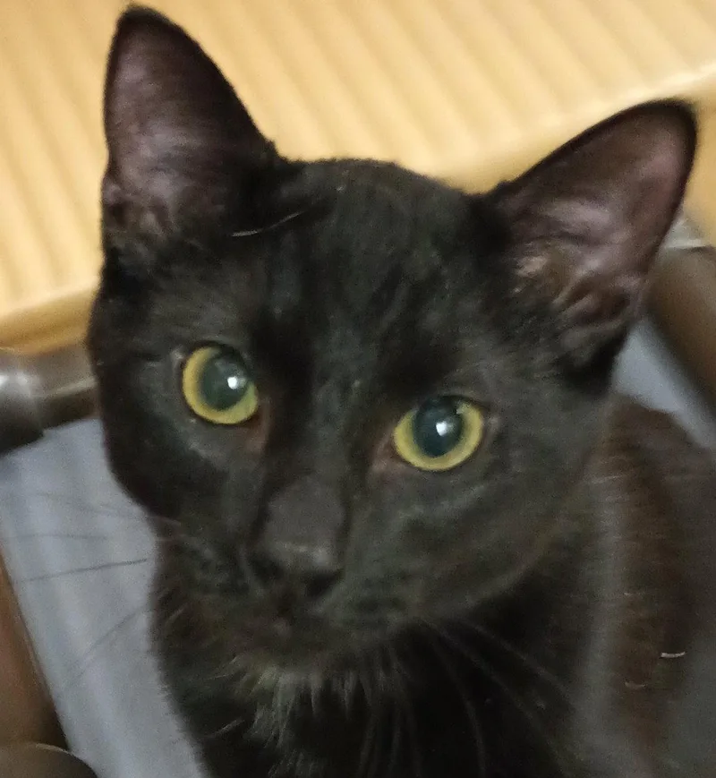 A baby medium-sized male Black Domestic Short Hair cat named Jethro for adoption in Herndon, VA
