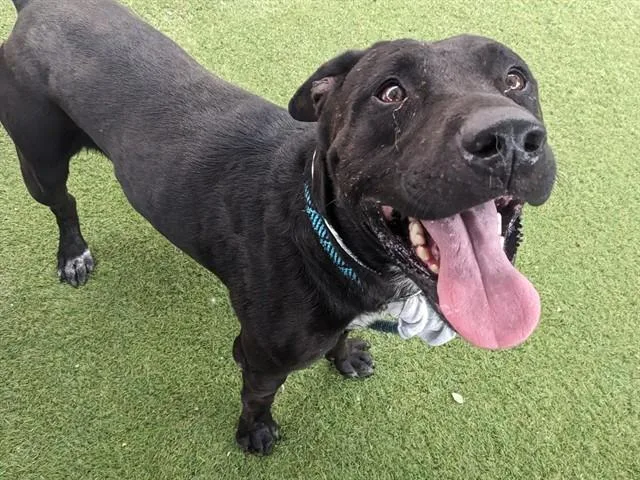 An adult large-sized male Labrador Retriever dog named Obi for adoption in Phoenix, AZ