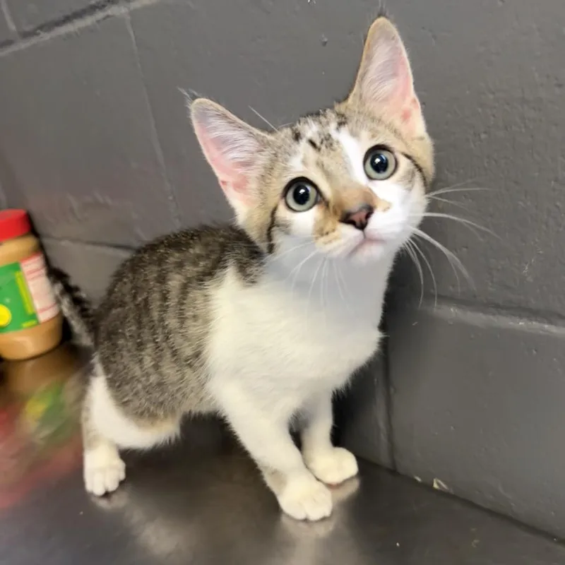 A baby small-sized female Brown / Chocolate Domestic Short Hair cat named Apple for adoption in Tuscaloosa, AL