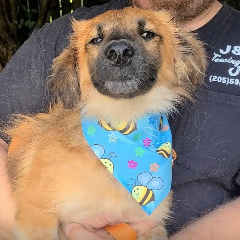 A young small-sized male Papillon dog named Aerie for adoption in Woolwich, ME