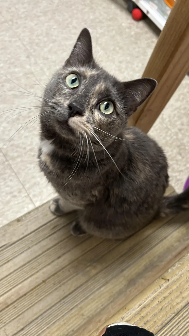 Cleo thumbnail 2