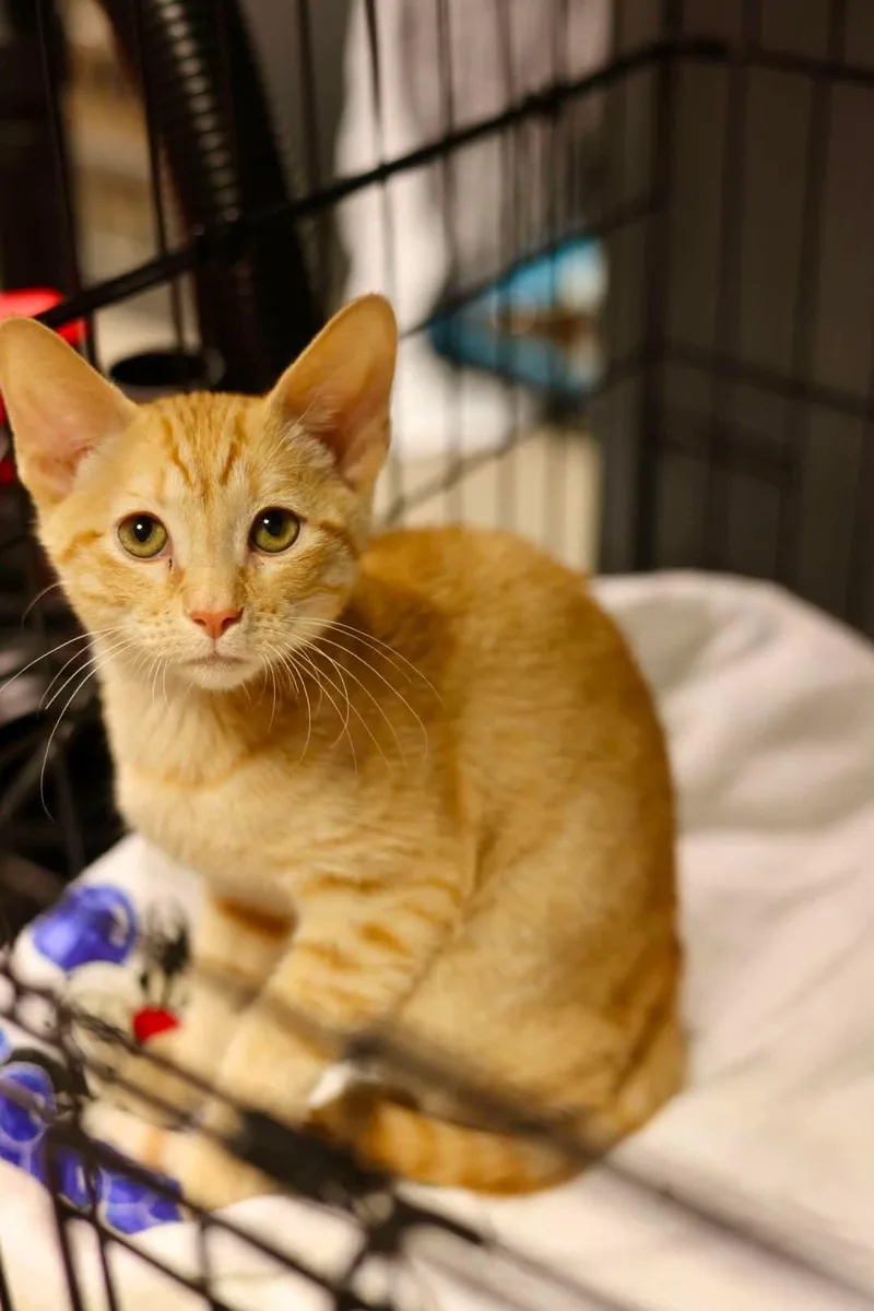 A baby medium-sized male Orange / Red Domestic Short Hair cat named Pumpkin for adoption in Duluth, MN