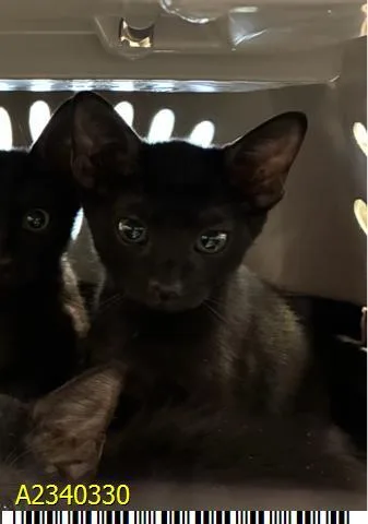 A baby small-sized female Domestic Short Hair cat named Stella for adoption in West Palm Beach, FL