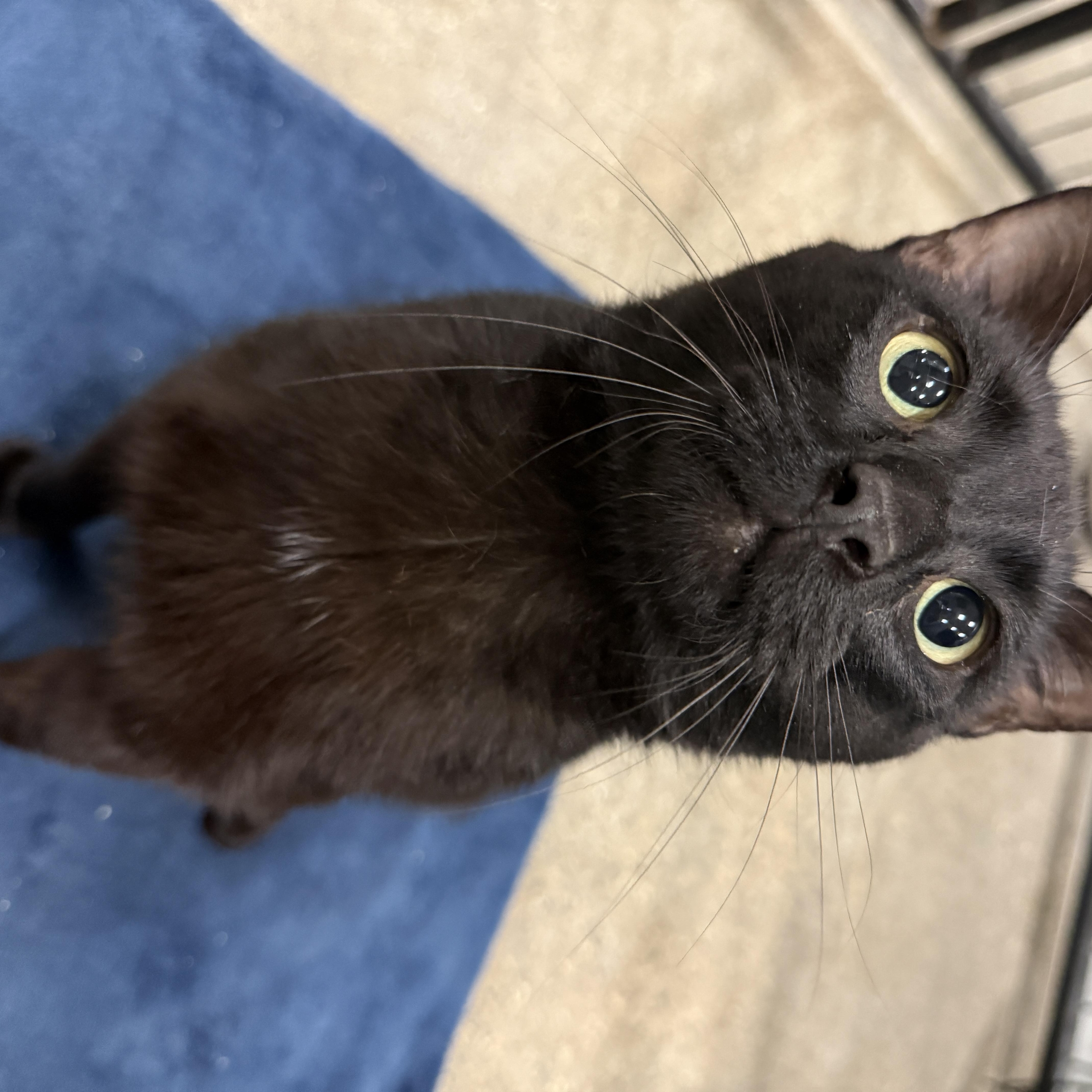 An adult large-sized male Black Domestic Short Hair cat named Patty for adoption in Columbus, OH