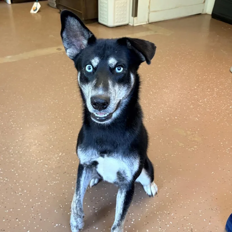 A young medium-sized male Black Husky dog named Tucker for adoption in Belleville, IL