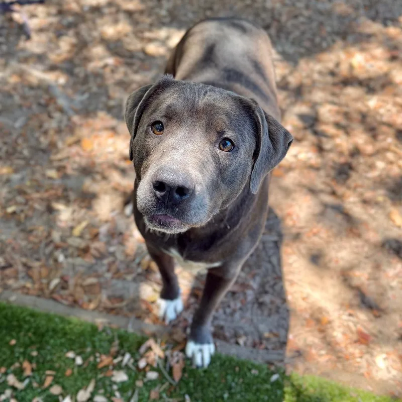 An adult large-sized male Gray / Blue / Silver Mixed Breed dog named Elmo for adoption in Milton, FL