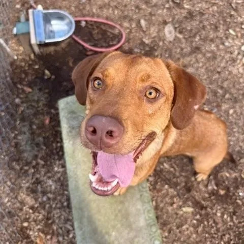 An adult medium-sized male Red / Chestnut / Orange Rhodesian Ridgeback dog named Tostito for adoption in St. Augustine, FL