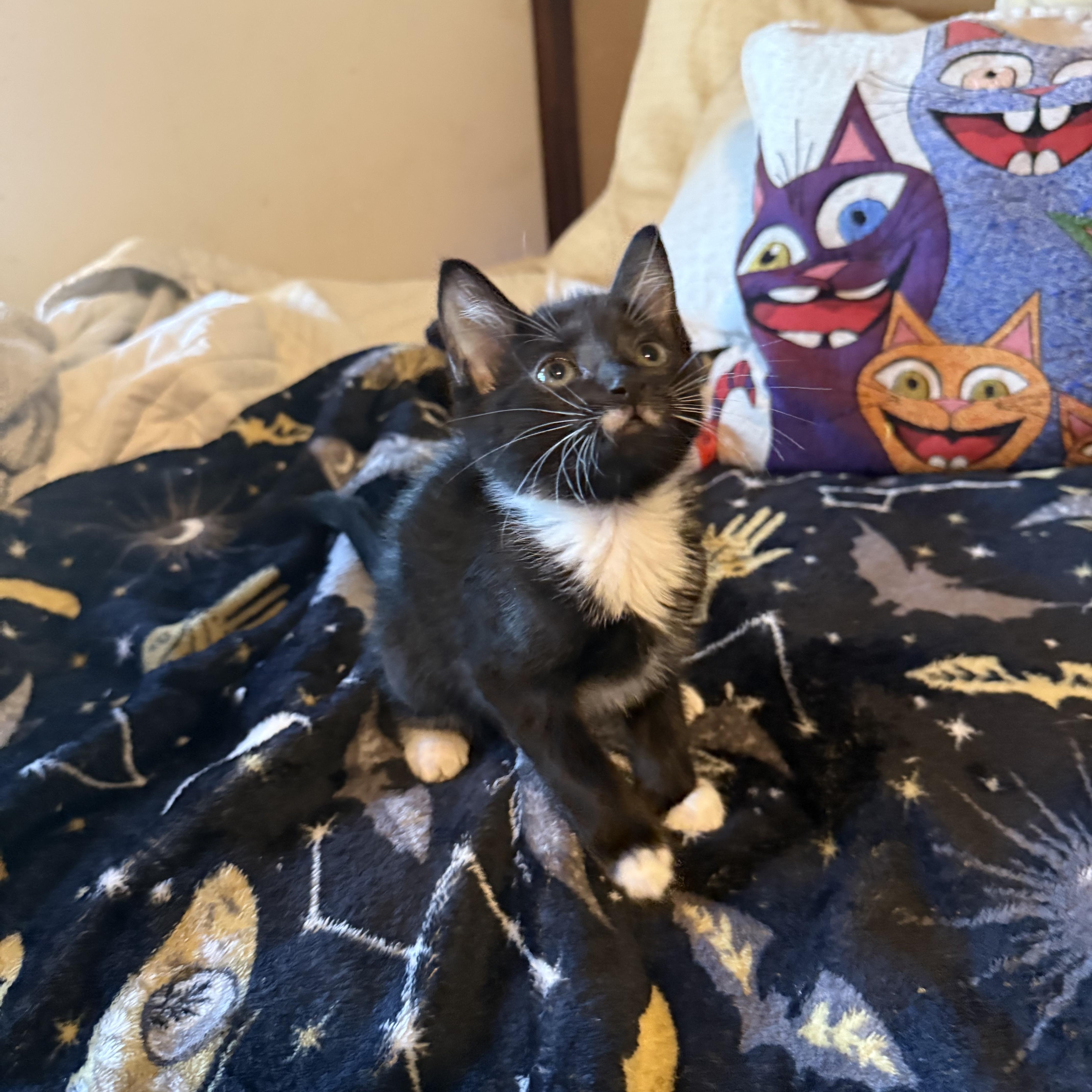 A baby small-sized male Black & White / Tuxedo Domestic Short Hair cat named Squiggles for adoption in Delray Beach, FL