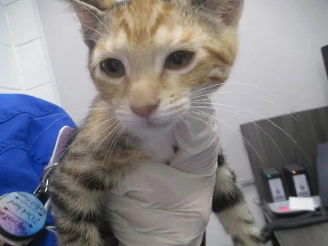 A baby small-sized female Domestic Short Hair cat named Puddin Pop for adoption in Ocala, FL