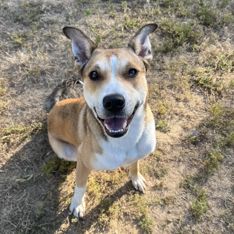 An adult medium-sized female Apricot / Beige Shepherd dog named Winnie for adoption in Ojai, CA