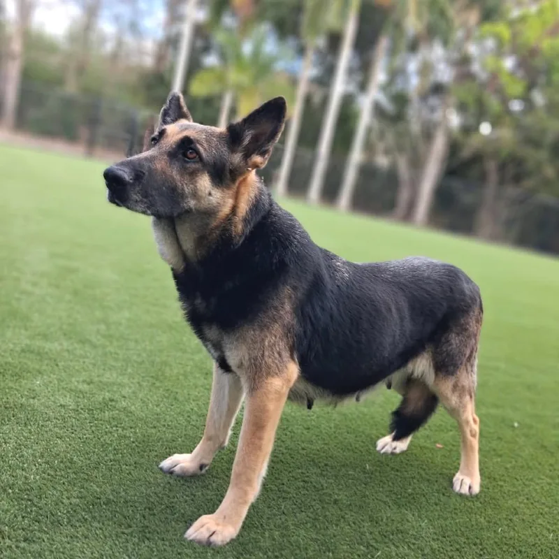 Darla Aka Dutchess