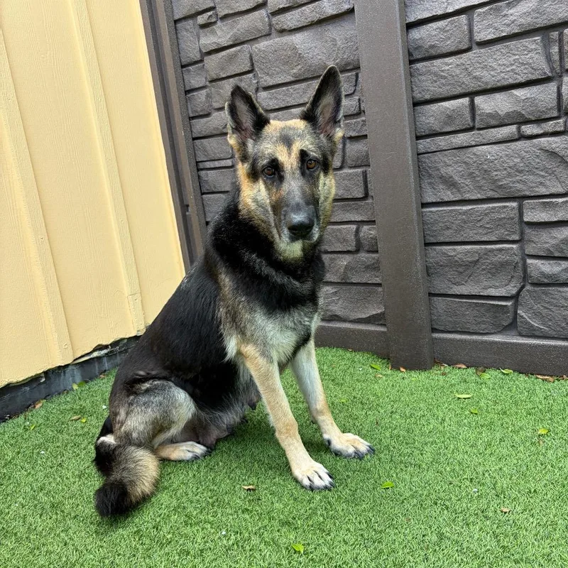 Darla Aka Dutchess thumbnail 2