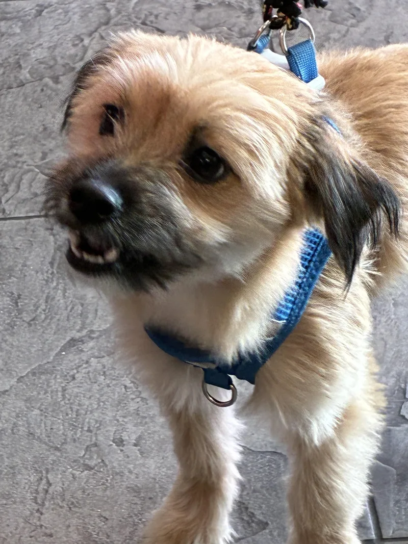 A young small-sized male Terrier dog named Toby for adoption in Los Angeles, CA