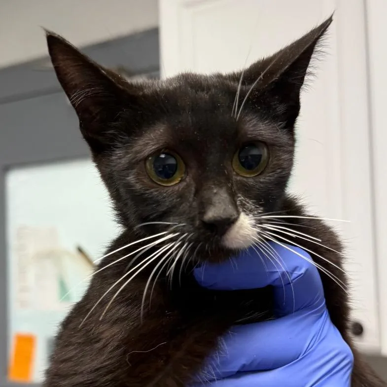 A young medium-sized female Black Domestic Short Hair cat named Capri Sun for adoption in Greenville, SC