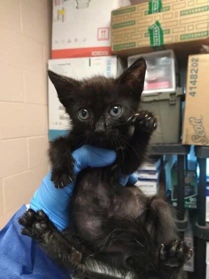 A baby small-sized male Domestic Short Hair cat named Negan for adoption in Palm Coast, FL