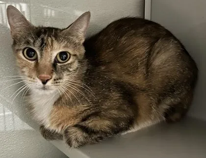 An adult small-sized female Domestic Short Hair cat named Serena for adoption in Phoenix, AZ