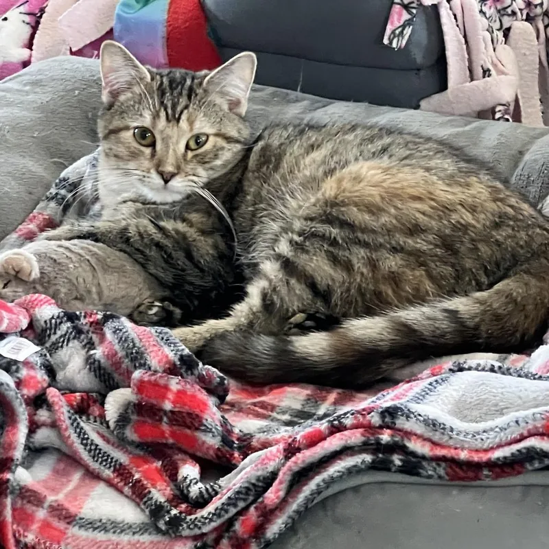 A young small-sized female Torbie Domestic Short Hair cat named Cinnamon for adoption in Pittsburgh, PA