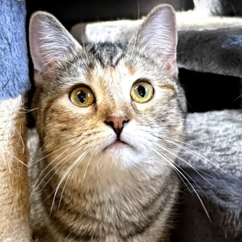 Cinnamon thumbnail 2