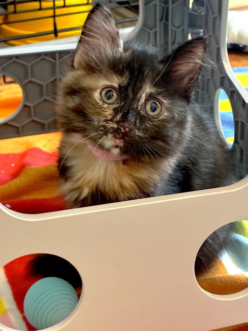 A baby medium-sized female Domestic Medium Hair cat named Amber Bonded with for adoption in Fremont, CA