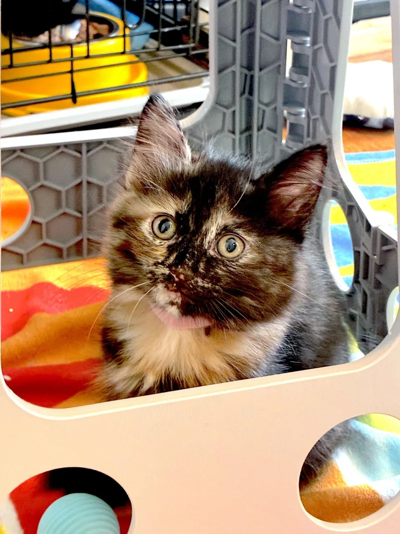 Amber  Bonded with thumbnail 2
