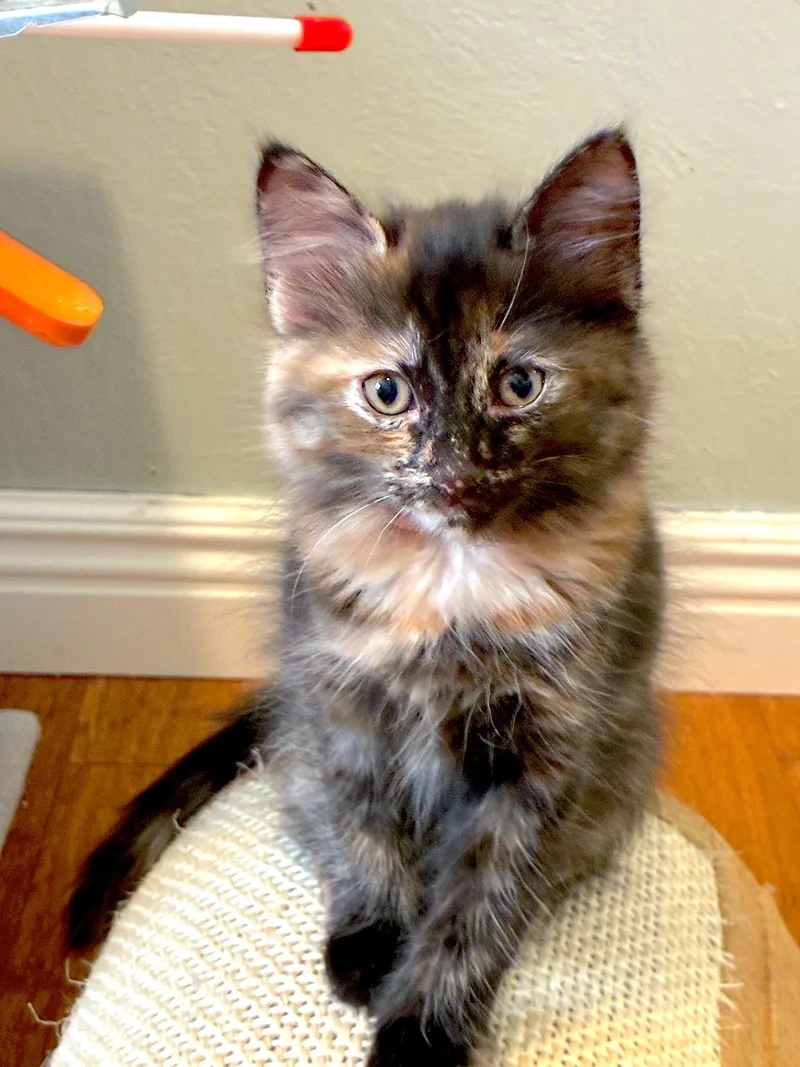 Amber  Bonded with thumbnail 3