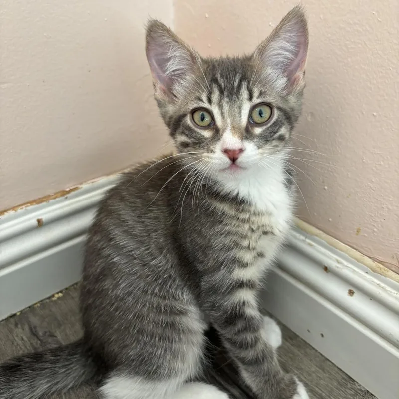 A baby small-sized female Gray / Blue / Silver Domestic Short Hair cat named Sofia for adoption in Los Angeles, CA