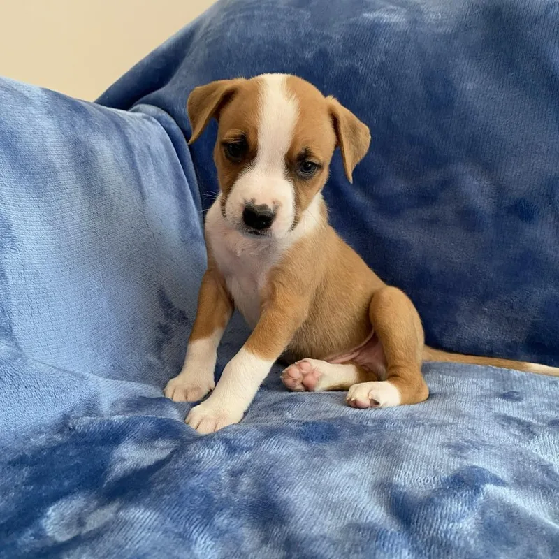 A baby medium-sized male Brown / Chocolate Catahoula Leopard Dog dog named Hamilton for adoption in Greensboro, GA