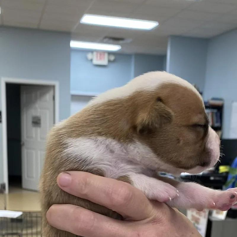 Hamilton thumbnail 2