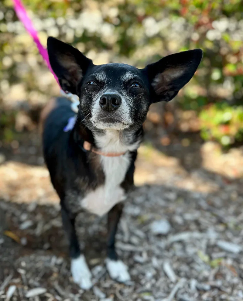 A senior small-sized female Chihuahua dog named Marzipan for adoption in Palo Alto, CA