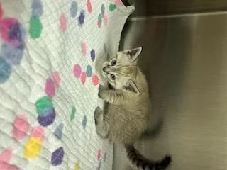 A baby small-sized female Domestic Short Hair cat named Cricket for adoption in Norco, CA