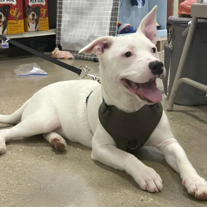 A baby medium-sized male White / Cream Terrier dog named Pete for adoption in Naperville, IL