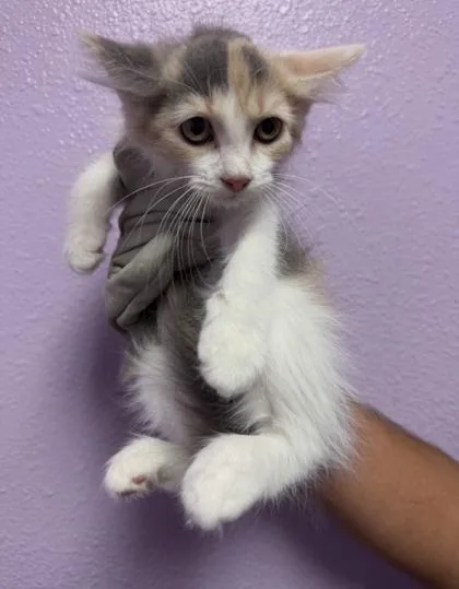 A baby large-sized female Orange / Red Domestic Short Hair cat named 61675656 for adoption in El Paso, TX