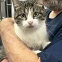 An adult medium-sized female White Domestic Short Hair cat named Mabel for adoption in Triadelphia, WV