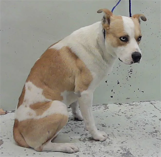 A young large-sized male Staffordshire Bull Terrier dog named Ramiro for adoption in Houston, TX