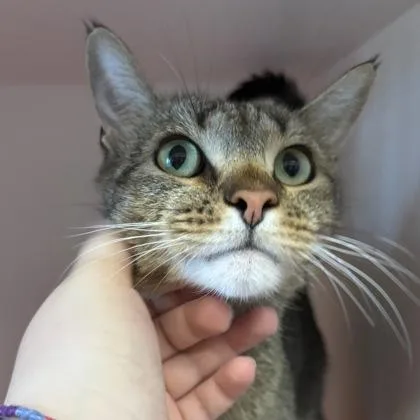 An adult medium-sized male Domestic Short Hair cat named Connor for adoption in Janesville, WI