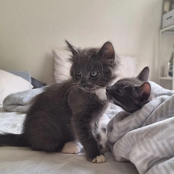 A baby small-sized female Domestic Long Hair cat named Cloud for adoption in San Diego, CA
