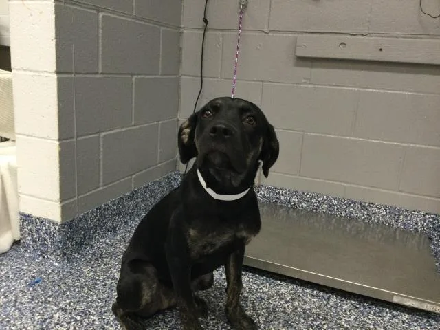 A young small-sized female Mastiff dog named Molokai for adoption in Thousand Palms, CA