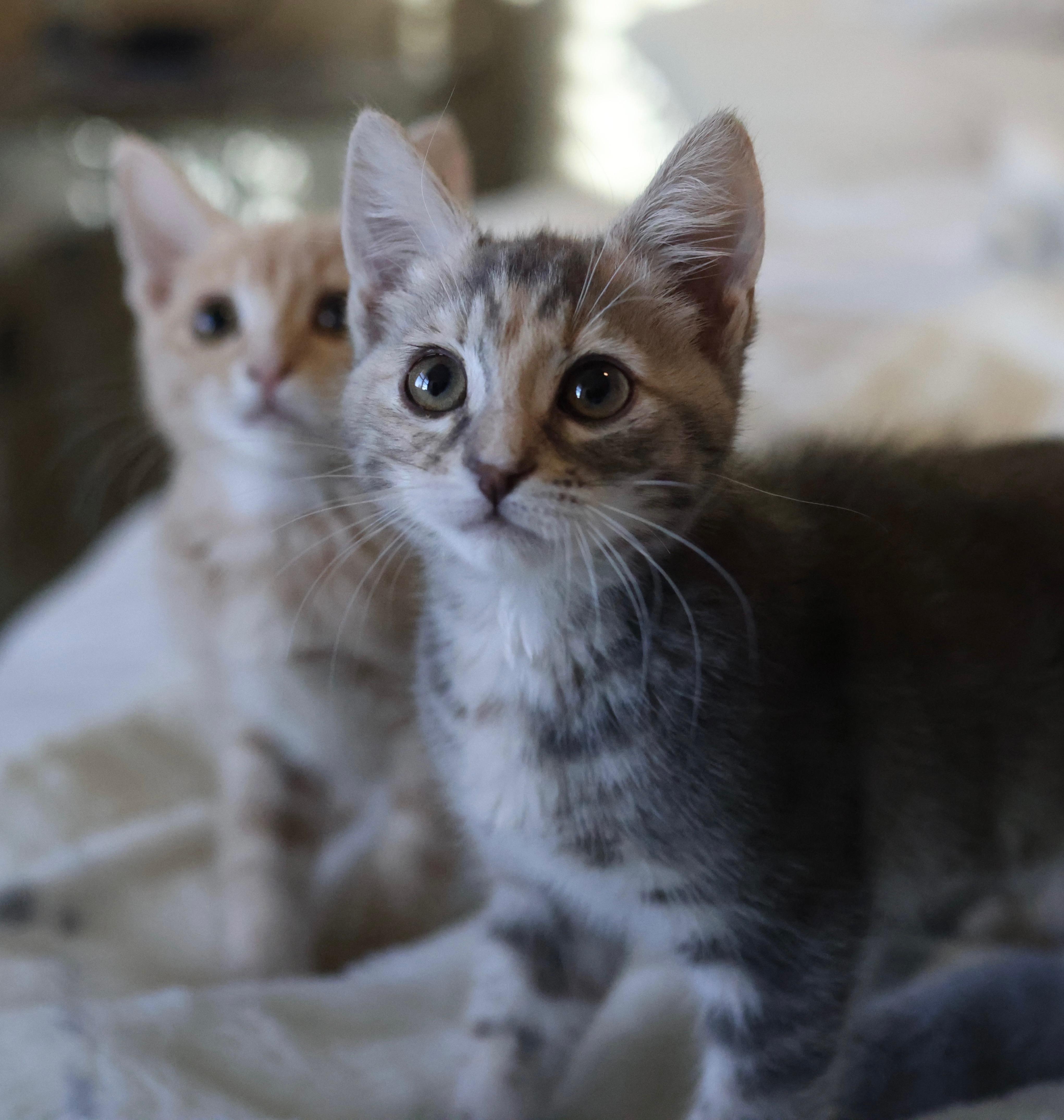 A baby small-sized female Domestic Short Hair cat named Subie for adoption in queen creek, AZ