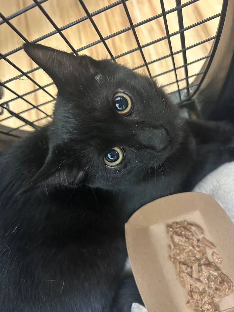 A baby small-sized male Black Domestic Short Hair cat named Brando for adoption in Raleigh, NC