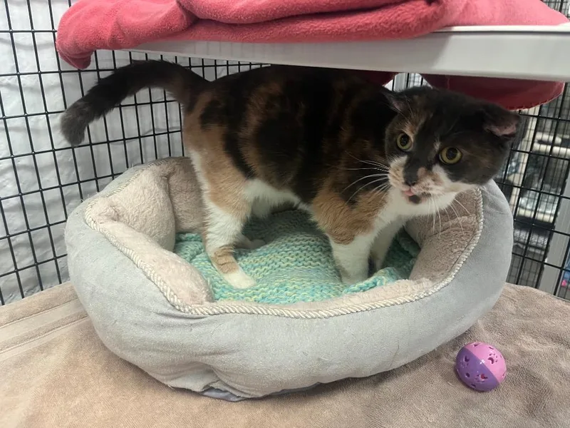 An adult medium-sized female Domestic Short Hair cat named Crocus for adoption in Raleigh, NC
