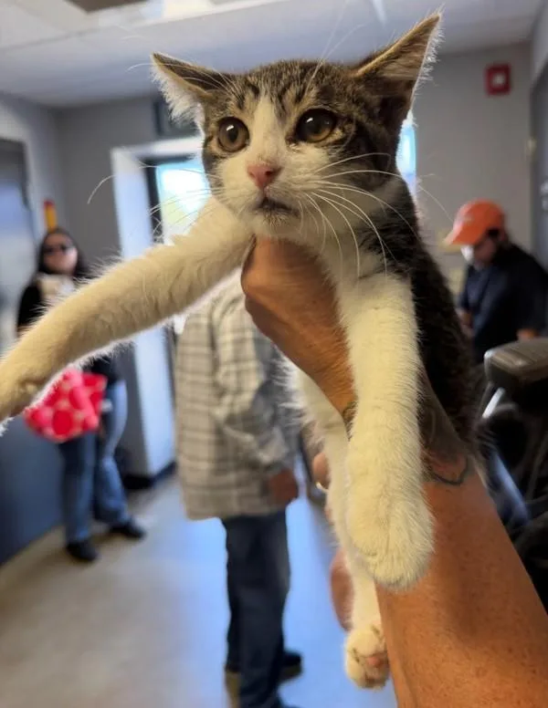 A baby small-sized male Domestic Short Hair cat named Luffy for adoption in Tulare, CA
