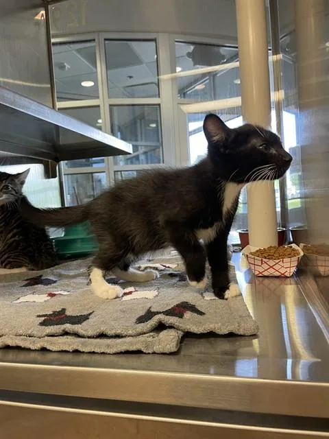 A baby medium-sized male Domestic Short Hair cat named Socks A for adoption in Plano, TX