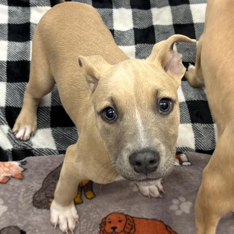 A baby small-sized female White / Cream Terrier dog named Ariel for adoption in Mount Vernon, IN