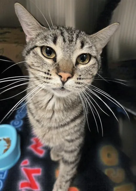 A young medium-sized female Domestic Short Hair cat named Vera for adoption in Olivette, MO